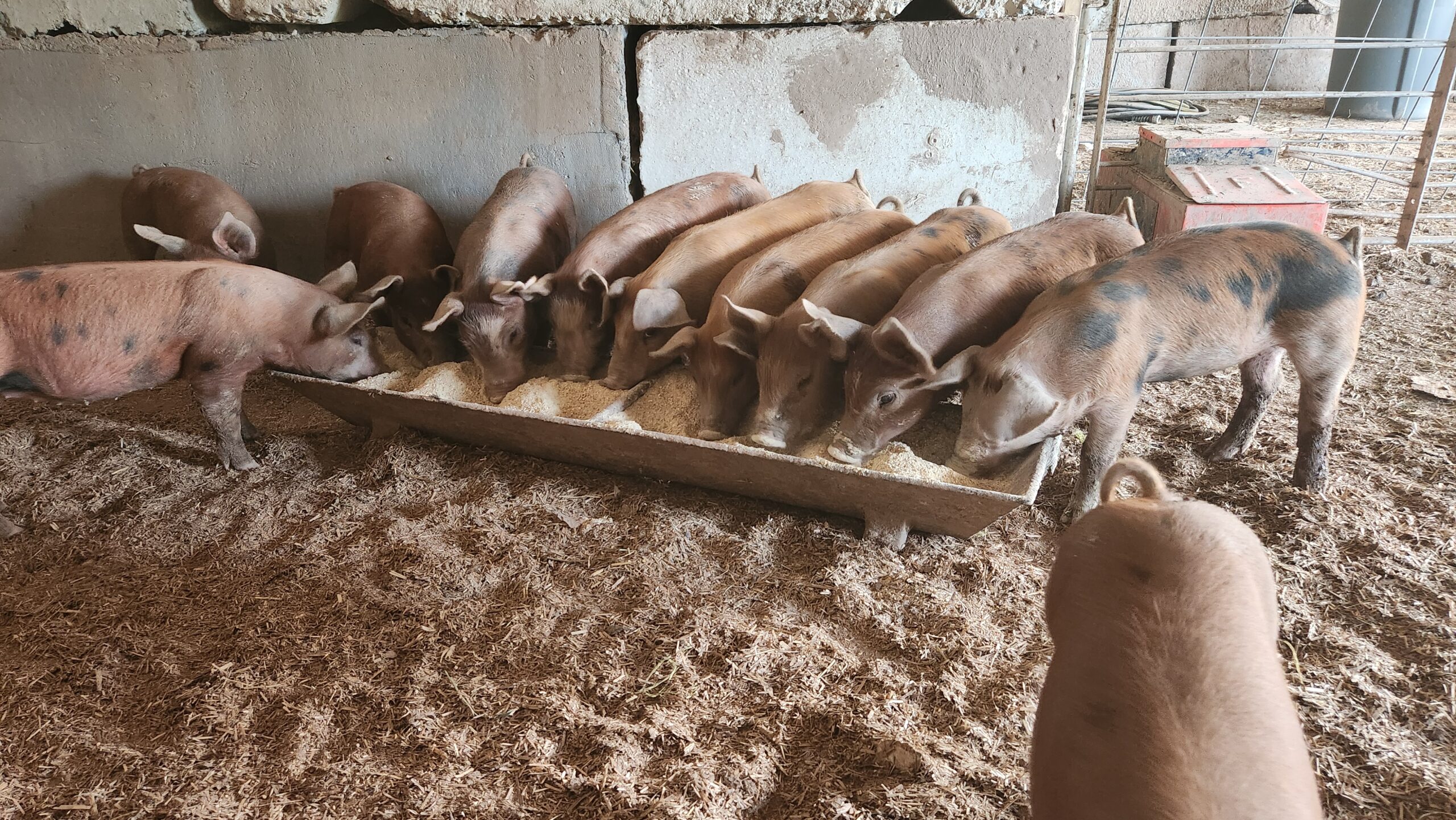 Weaned piglets for sale