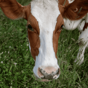 a cow grazes on pasture